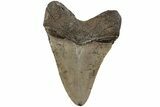 Serrated, Fossil Megalodon Tooth - South Carolina #201559-1